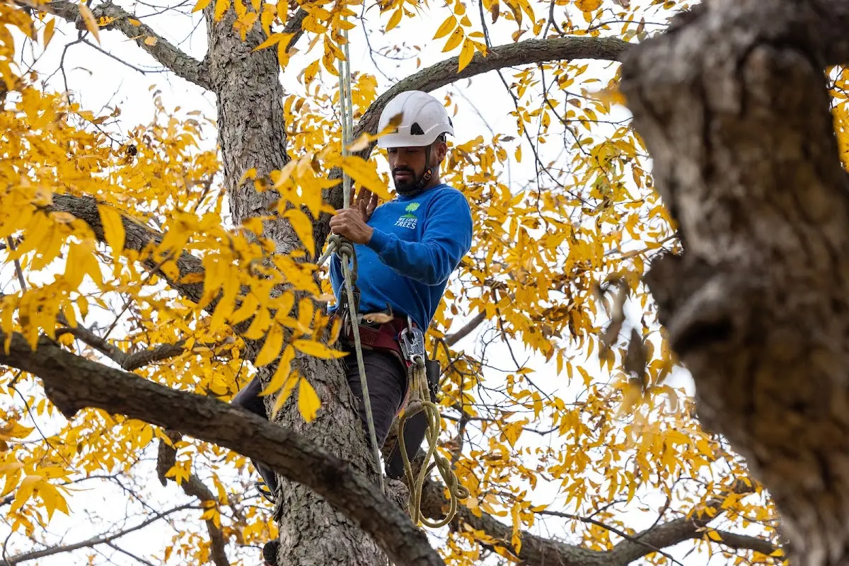 Skilled Tree Transplanting crew working in Hostetter